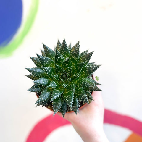 Aloe 'Safari Zambezi' - Sprouts of Bristol