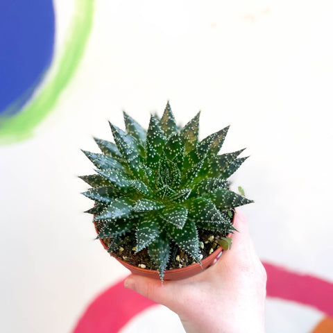 Aloe 'Safari Zambezi' - Sprouts of Bristol