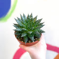 Aloe 'Safari Zambezi' - Sprouts of Bristol