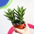 Aloe squarrosa - Sprouts of Bristol