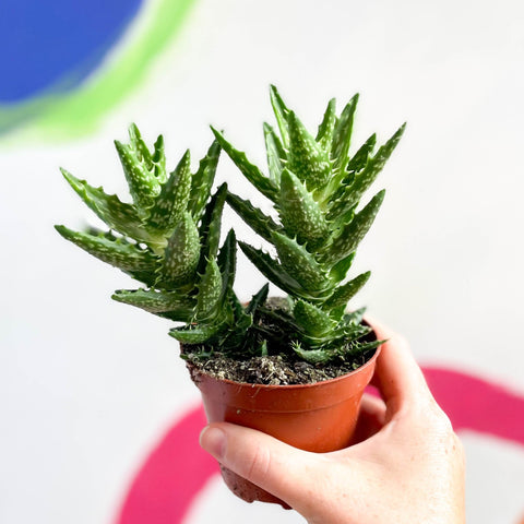 Aloe squarrosa - Sprouts of Bristol