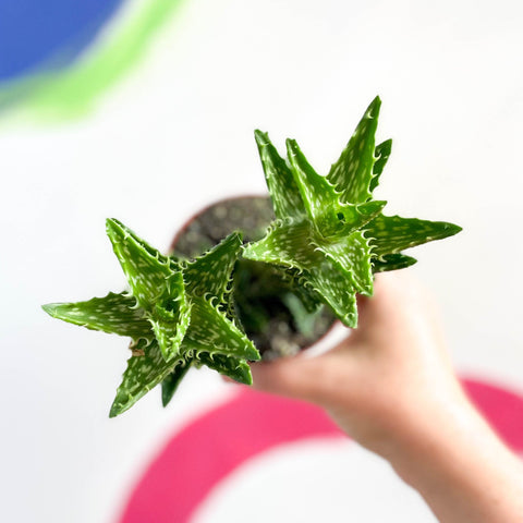 Aloe squarrosa - Sprouts of Bristol
