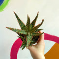 Aloe vitro - Sprouts of Bristol