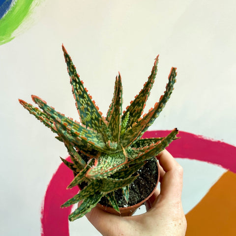 Aloe vitro - Sprouts of Bristol