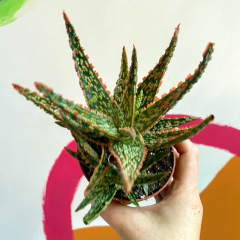 Aloe vitro - Sprouts of Bristol