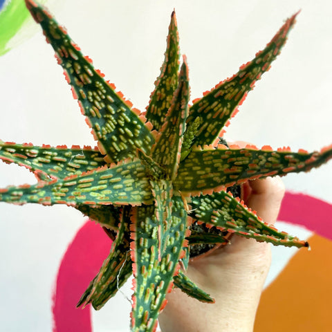 Aloe vitro - Sprouts of Bristol