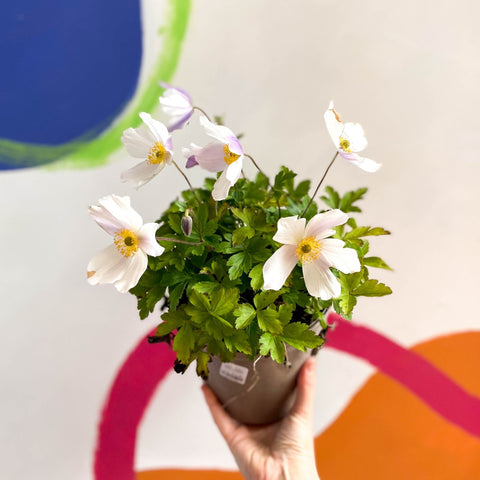 Anemone 'Wild Swan' - Cotswold Grown Perennial - Sprouts of Bristol