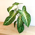 Angel Wing Plant - Xanthosoma lindenii ‘Magnificum’ - Caladium lindenii - Sprouts of Bristol