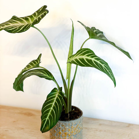 Angel Wing Plant - Xanthosoma lindenii ‘Magnificum’ - Caladium lindenii - Sprouts of Bristol