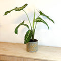 Angel Wing Plant - Xanthosoma lindenii ‘Magnificum’ - Caladium lindenii - Sprouts of Bristol