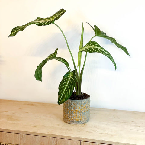 Angel Wing Plant - Xanthosoma lindenii ‘Magnificum’ - Caladium lindenii - Sprouts of Bristol