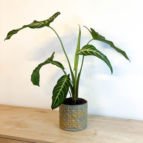 Angel Wing Plant - Xanthosoma lindenii ‘Magnificum’ - Caladium lindenii - Sprouts of Bristol