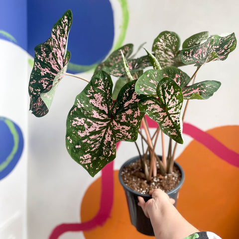 Angel Wings - Caladium 'Elise' - Sprouts of Bristol