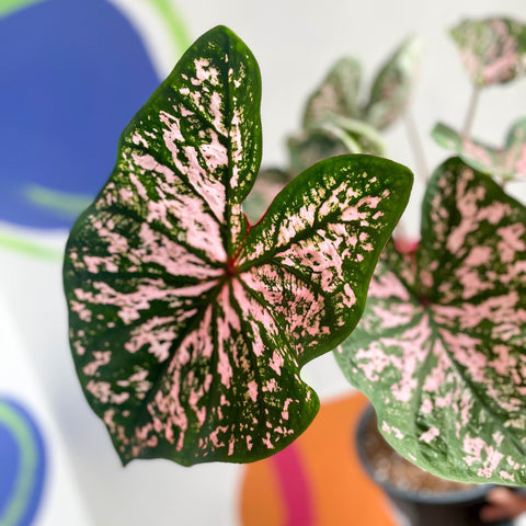 Angel Wings - Caladium 'Elise' - Sprouts of Bristol