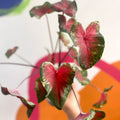 Angel Wings - Caladium 'Heart's Delight' - Sprouts of Bristol