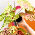 Angel Wings - Caladium 'Miss Muffet' - Sprouts of Bristol