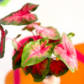 Angel Wings - Caladium 'Postman Joyner' - Sprouts of Bristol