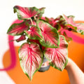 Angel Wings - Caladium 'Red Glamour' - Sprouts of Bristol