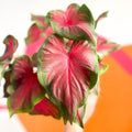 Angel Wings - Caladium 'Red Glamour' - Sprouts of Bristol