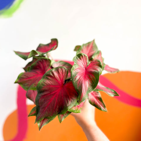 Angel Wings - Caladium 'Red Glamour' - Sprouts of Bristol