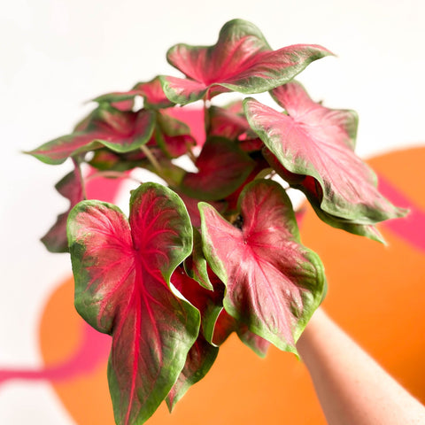 Angel Wings - Caladium 'Red Glamour' - Sprouts of Bristol