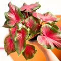 Angel Wings - Caladium 'Red Glamour' - Sprouts of Bristol