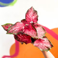 Angel Wings - Caladium 'Scarlet Flame' - Sprouts of Bristol