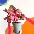 Angel Wings - Caladium 'Scarlet Flame' - Sprouts of Bristol