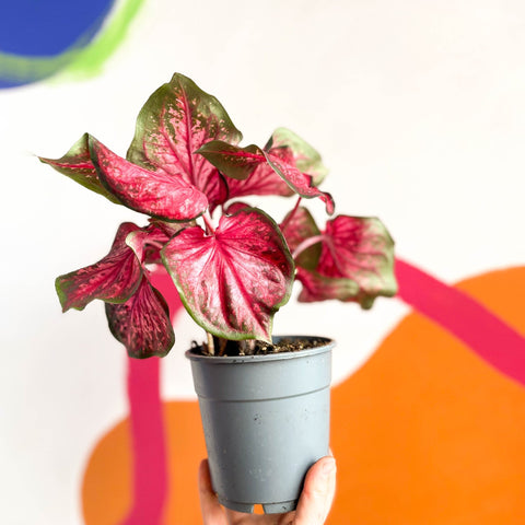 Angel Wings - Caladium 'Scarlet Flame' - Sprouts of Bristol