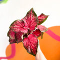 Angel Wings - Caladium 'Scarlet Flame' - Sprouts of Bristol
