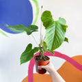 Anthurium balaoanum - Sprouts of Bristol