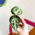 Anthurium crystallinum - Sprouts of Bristol
