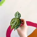 Anthurium crystallinum - Sprouts of Bristol