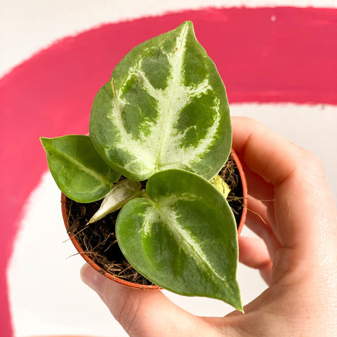 Anthurium crystallinum 'Silver Blush' - Sprouts of Bristol