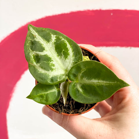 Anthurium crystallinum 'Silver Blush' - Sprouts of Bristol