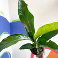 Anthurium elipticum 'Jungle Bush' - Sprouts of Bristol