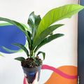 Anthurium elipticum 'Jungle Bush' - Sprouts of Bristol