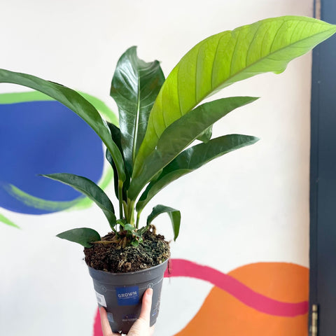 Anthurium elipticum 'Jungle Bush' - Sprouts of Bristol