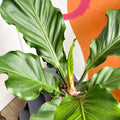 Anthurium plowmanii - Sprouts of Bristol