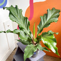 Anthurium plowmanii - Sprouts of Bristol