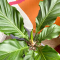 Anthurium plowmanii - Sprouts of Bristol