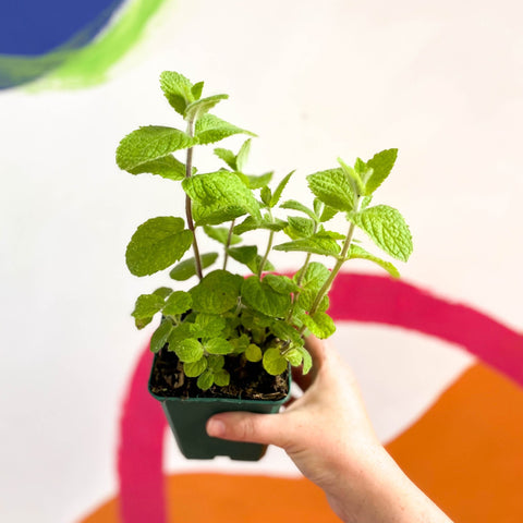 Apple Mint - Mentha suaveolens - Cotswolds Grown Culinary Herbs - Sprouts of Bristol