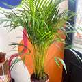 Areca Palm - Chrysalidocarpus lutescens - Sprouts of Bristol
