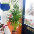 Areca Palm - Chrysalidocarpus lutescens - Sprouts of Bristol