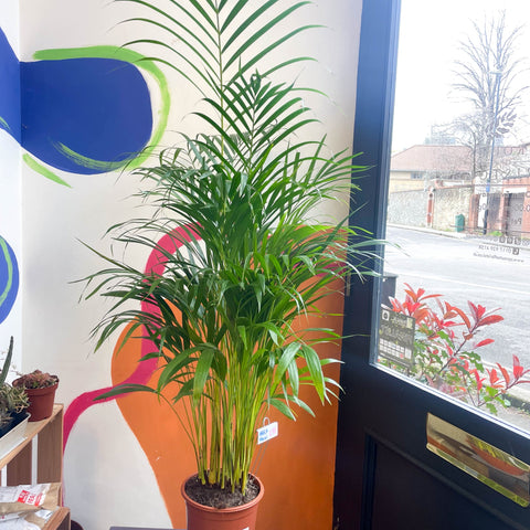 Areca Palm - Chrysalidocarpus lutescens - Sprouts of Bristol