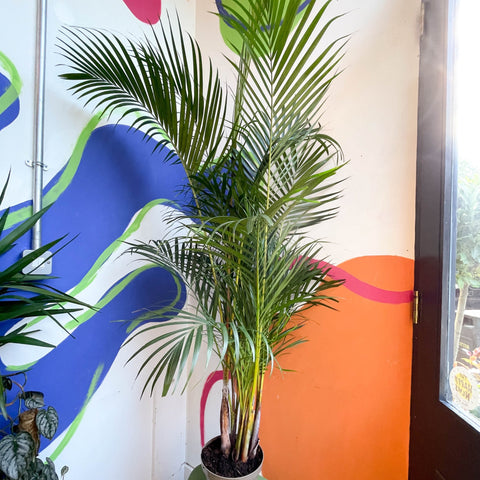 Areca Palm - Chrysalidocarpus lutescens - British Grown - Sprouts of Bristol