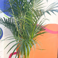 Areca Palm - Chrysalidocarpus lutescens - British Grown - Sprouts of Bristol
