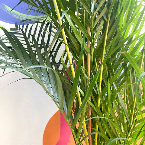 Areca Palm - Chrysalidocarpus lutescens - British Grown - Sprouts of Bristol