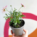 Argyranthemum 'Madeira Pink Halo' - UK Grown - Sprouts of Bristol