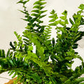 Arrow Fern - Pteris - Sprouts of Bristol